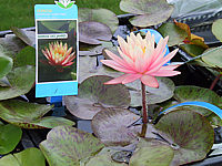 Nymphaea%20Sunny%20Pink%203.JPG