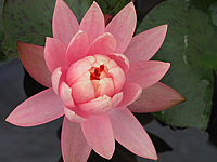 Nymphaea%20Sunny%20Pink-1.JPG