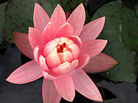 Nymphaea%20Sunny%20Pink-2.JPG