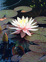 Nymphaea%20Sunny%20Pink-3.jpg
