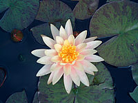 Nymphaea%20Sunny%20Pink-4.jpg