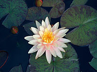 Nymphaea%20Sunny%20Pink-5.jpg