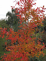 Nyssa%20sylvatica%20Herbstfaerbung%2001.JPG