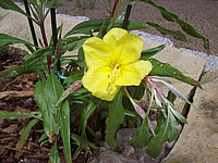 Oenothera%20missouriensis%2001.JPG