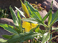Oenothera%20missouriensis%2002.JPG