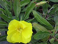 Oenothera%20missouriensis%20Macro.JPG