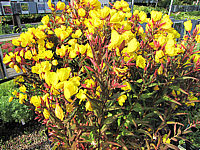 Oenothera%20tetragona%20Hohes%20Licht.JPG