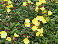 Oenothera%20tetragona%20Sonnenwende2.JPG