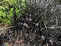 Ophiopogon%20planiscapus%20Nigrescens%2001%20flaechig+Blueten%20nah.JPG