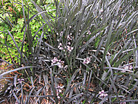 Ophiopogon%20planiscapus%20Nigrescens%2002%20flaechig+Blueten.JPG