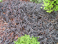 Ophiopogon%20planiscapus%20Nigrescens%2004.JPG