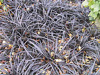 Ophiopogon%20planiscapus%20Nigrescens%2005.JPG