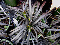 Ophiopogon%20planiscapus%20Nigrescens%2007.jpg