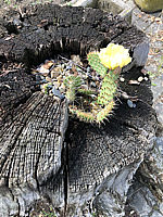 Opuntia%20hystricina%20nicholii%20-%20Opuntie%20in%20Wurzel%2001.HEIC