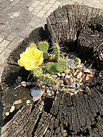 Opuntia%20hystricina%20nicholii%20-%20Opuntie%20in%20Wurzel%2002.HEIC