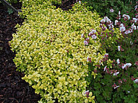 Origanum%20vulgare%20Aureum%2001.JPG