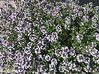 Origanum%20vulgare%20Compactum.jpg