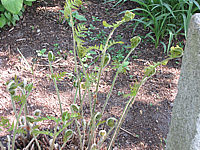 Osmunda%20regalis%2001%20Austrieb.JPG