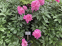 Paeonia%20lactiflora%20Eduard%2002.JPG