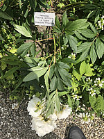 Paeonia%20lactiflora%20Le%20Cygne%2001.JPG