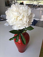 Paeonia%20officinalis%20Alba%20Plena%2001%20in%20Vase.jpg
