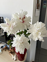 Paeonia%20officinalis%20Alba%20Plena%2001.JPG