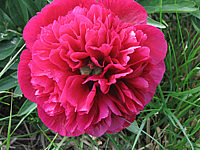 Paeonia%20officinalis%20Rubra%20Plena%2001.JPG