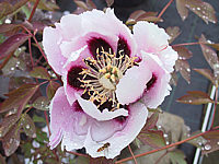 Paeonia%20rockii.JPG