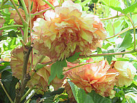 Paeonia%20suffruticosa%20-%20Strauchpaeonie.JPG