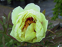 Paeonia%20suffruticosa%20High%20Noon.JPG