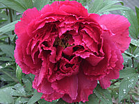 Paeonia%20suffruticosa%20Rosarot%201.JPG