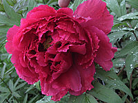 Paeonia%20suffruticosa%20Rosarot%202.JPG