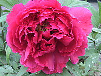 Paeonia%20suffruticosa%20Rosarot%203.JPG