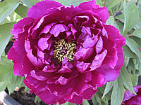 Paeonia%20suffruticosa%20Violett-1.JPG
