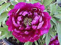 Paeonia%20suffruticosa%20Violett-2.JPG