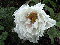 Paeonia%20suffruticosa%20Weiss.JPG