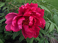 Paeonia%20suffruticosa%20rot%202.JPG