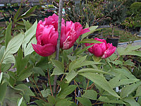 Paeonia%20suffruticosa%20rot+rosa.jpg