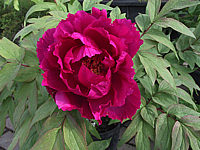 Paeonia%20suffruticosa%20violett-3.JPG