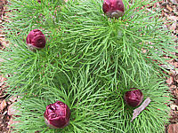 Paeonia%20tenuifolia%20Rubra%20Plena%20-%20knospig.JPG
