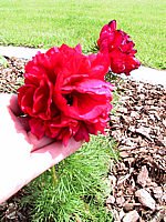Paeonia%20tenuifolia%20Rubra%20Plena.jpg