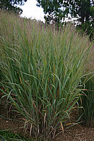 Panicum%20virgatum%20Dallas%20Blue%20001.jpg