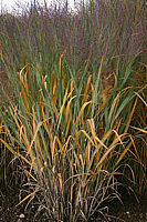 Panicum%20virgatum%20Dallas%20Blue%20002.jpg