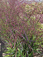 Panicum%20virgatum%20Shenandoah%201.JPG
