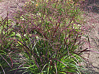 Panicum%20virgatum%20Shenandoah%202.JPG
