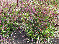 Panicum%20virgatum%20Shenandoah%203.JPG