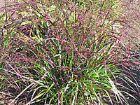 Panicum%20virgatum%20Shenandoah%204.JPG