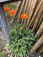Papaver%20alpinum%20ssp%20-%20gefuellt%20selbst%20versamt.JPG