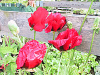 Papaver%20orientale%20Beauty%20Of%20Livermere%2001.JPG