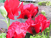 Papaver%20orientale%20Beauty%20Of%20Livermere%2002.JPG
